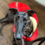 Sherpa Fleece Lined Sighthound Coat By DryDogs_Red_2
