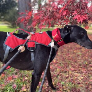 Escape Proof Harness By DryDogs