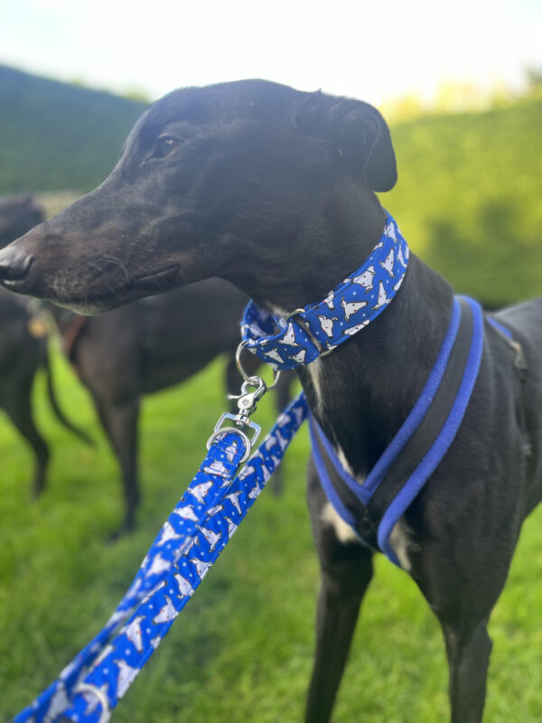 Collars Leads by El Galgo Azul Kent Greyhound Rescue