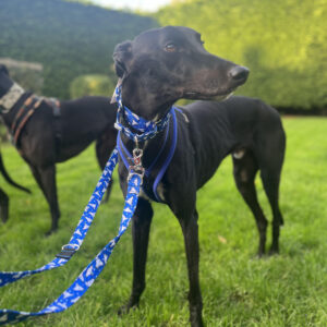 Collars & Leads by El Galgo Azul