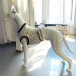 whippet-surgery-recovery-suit_300x@2x.jpg