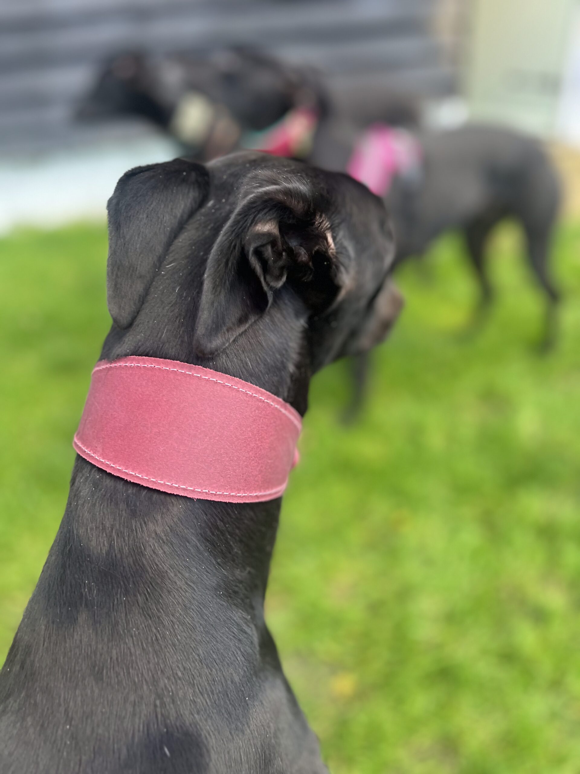 Leather Collars and Leads for Greyhound Lurchers and Whippets