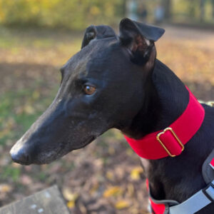 Martingale Collars and Matching Leads By DryDogs