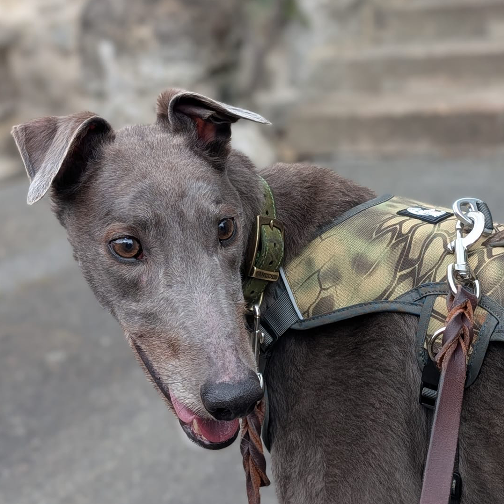 Escape Proof Harness By DryDogs - Image 7