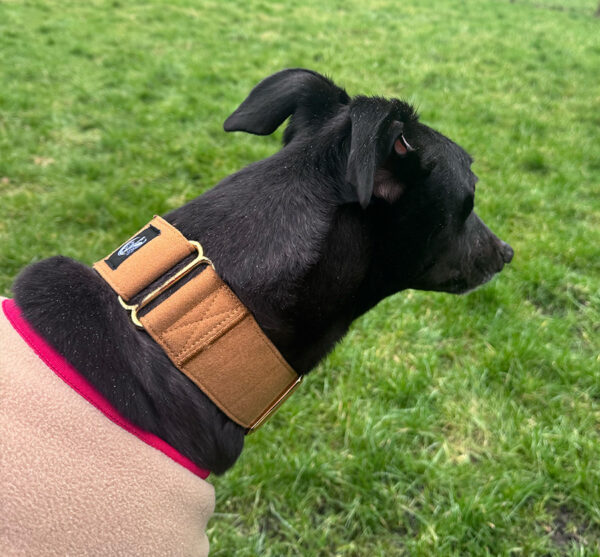 Martingale Collars and Matching Leads By DryDogs Kent Greyhound - Main Image