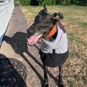 Sighthound Double Fleece Coat with Snood by DryDogs