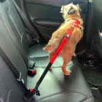 seat-belt-adaptor-dog-leash_480x480
