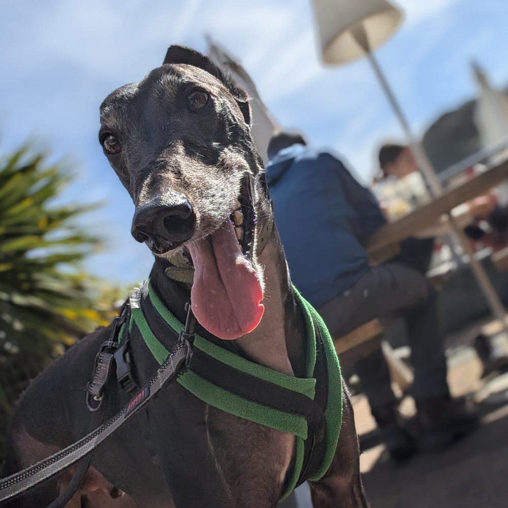 Sunny, a 6 years old male Greyhound available for adoption from Kent Greyhound Rescue in Kent