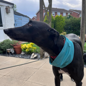 Cooling Dog Bandana by DryDogs