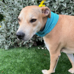 Cooling Dog Bandana by DryDogs