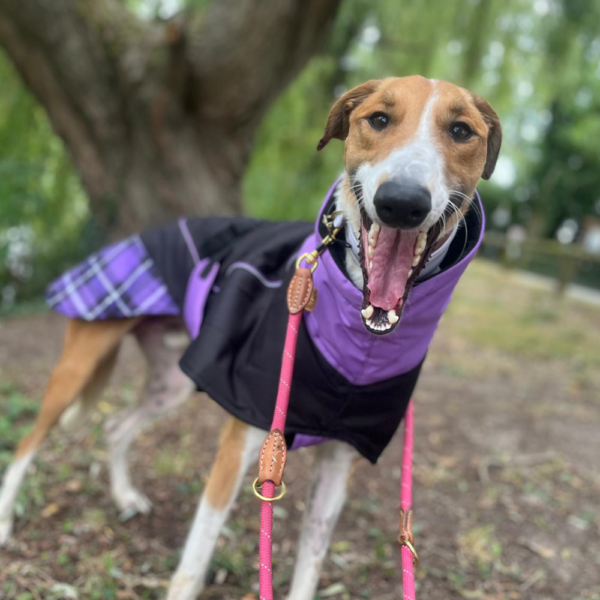 Felton Sighthound Coat By DryDogs Kent Greyhound Rescue