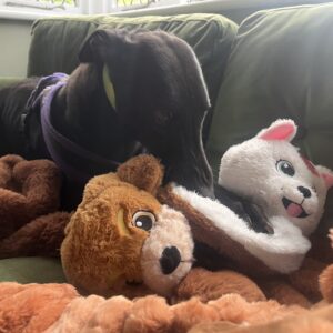 Christmas Presents For The Foster Dogs