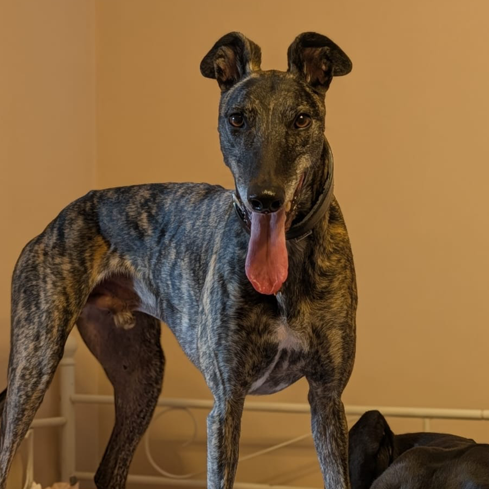 Parsnip, a 4 years old male Greyhound available for adoption from Kent Greyhound Rescue in Kent