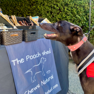 Bay, a 4 years old male Greyhound available for adoption from Kent Greyhound Rescue in Kent