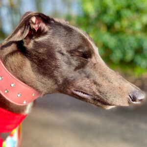Bay, a 4 years old male Greyhound available for adoption from Kent Greyhound Rescue in Folkestone, Kent