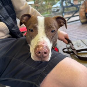 Edmond Elephant, a 4 years old male Lurcher available for adoption from Kent Greyhound Rescue in Kent