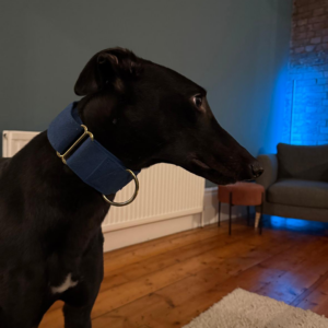 Gerald Giraffe, a 2 years old male Greyhound available for adoption from Kent Greyhound Rescue in Kent
