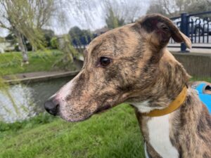 Lorenzo Lion, a 2 years old male Lurcher available for adoption from Kent Greyhound Rescue in Kent