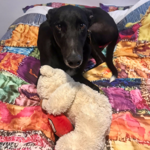 Mr Wallaby, a 2 years old male Greyhound available for adoption from Kent Greyhound Rescue in Kent