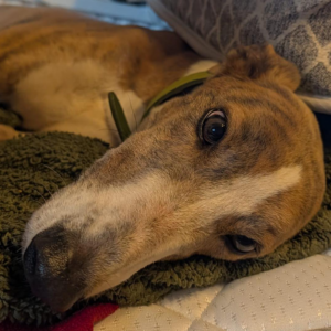 Police Officer Panda, a 3 years old male Greyhound available for adoption from Kent Greyhound Rescue in Folkestone, Kent