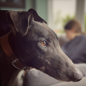 Simon Squirrel, a 4 years old male Greyhound available for adoption from Kent Greyhound Rescue in Kent