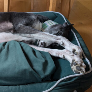 Gor Pets Slumber Bed