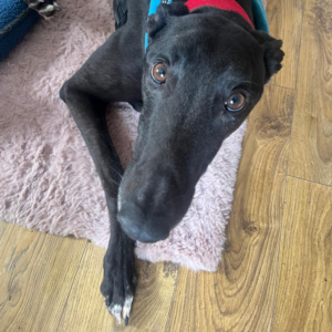 Basil, a 2 years old male Greyhound available for adoption from Kent Greyhound Rescue in Kent