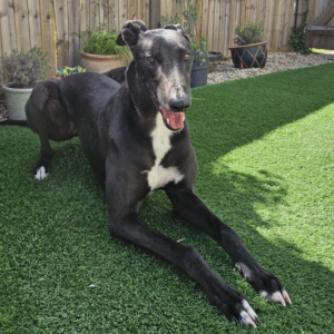 Basil, a 3 years old male Greyhound available for adoption from Kent Greyhound Rescue in Kent