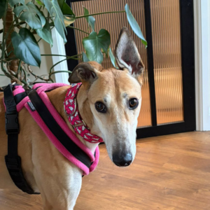 Blondie, a 4 years old female Greyhound available for adoption from Kent Greyhound Rescue in Kent