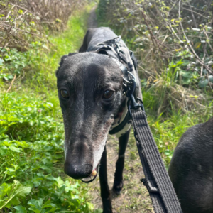 Daddy Mouse, a 6 years old male Greyhound available for adoption from Kent Greyhound Rescue in Kent