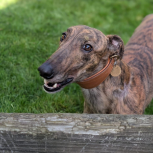 Dill, a 2 years old male Greyhound available for adoption from Kent Greyhound Rescue in Kent