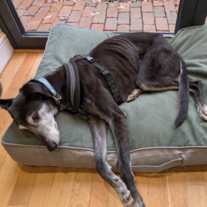 Rectangular Sleeper Beds Gor Pets