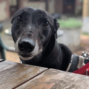 Daddy Mouse, a 6 years old male Greyhound available for adoption from Kent Greyhound Rescue in Kent