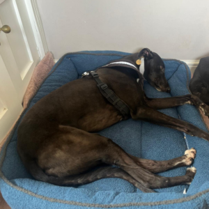 Sage, a 2 years old male Greyhound available for adoption from Kent Greyhound Rescue in Kent
