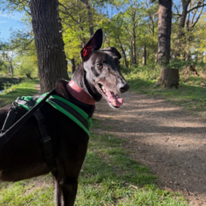 Clove, a 3 years old male Greyhound available for adoption from Kent Greyhound Rescue in Kent
