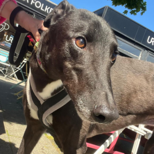 Luigi, a 4 years old male Greyhound available for adoption from Kent Greyhound Rescue in Kent