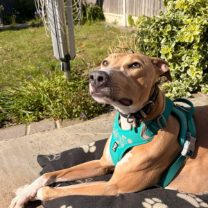 Princess Peach, a 1 year old female Lurcher available for adoption from Kent Greyhound Rescue in Kent