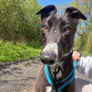 Princess Rosalina, a 2 years old female Greyhound available for adoption from Kent Greyhound Rescue in Kent