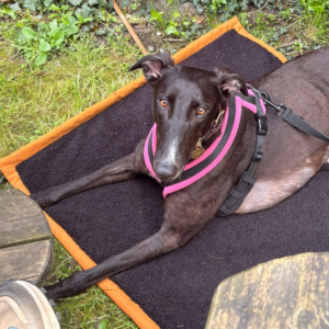 Rosemary, a 2 years old female Greyhound available for adoption from Kent Greyhound Rescue in Kent