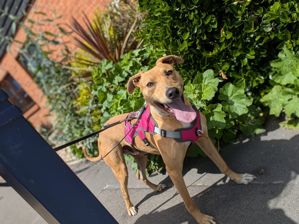 Frank The Fang, a 2 years old male Lurcher available for adoption from Kent Greyhound Rescue in Kent