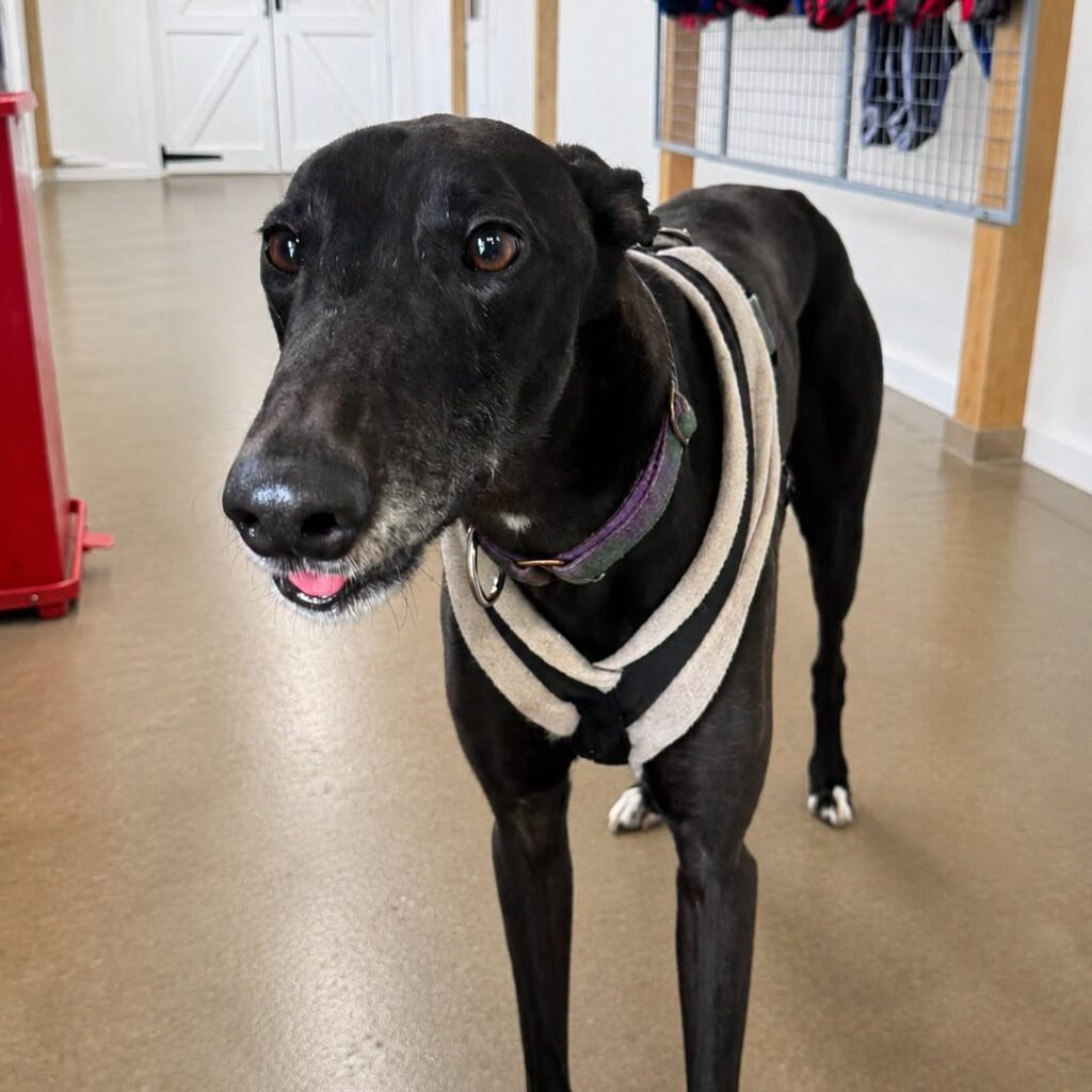 Duke, a 3 years old male Greyhound available for adoption from Kent Greyhound Rescue in Kent