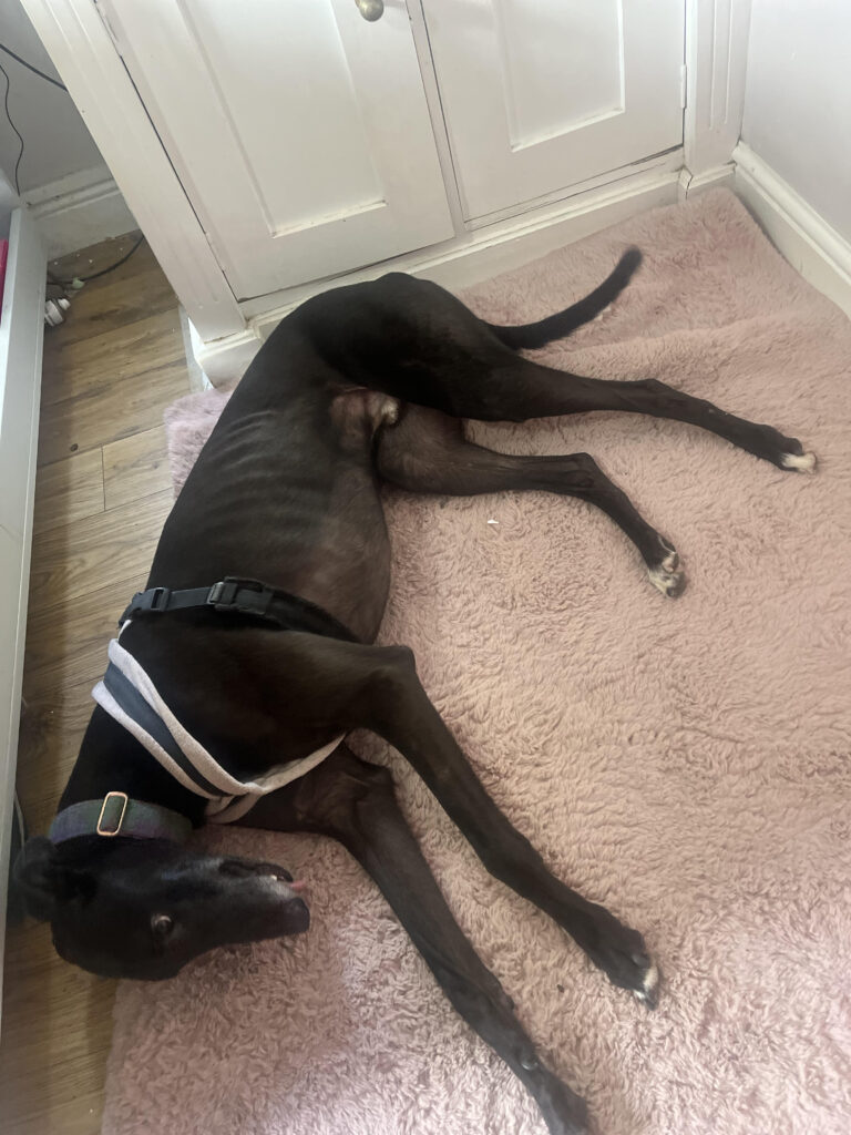 Duke, a 3 years old male Greyhound available for adoption from Kent Greyhound Rescue in Kent