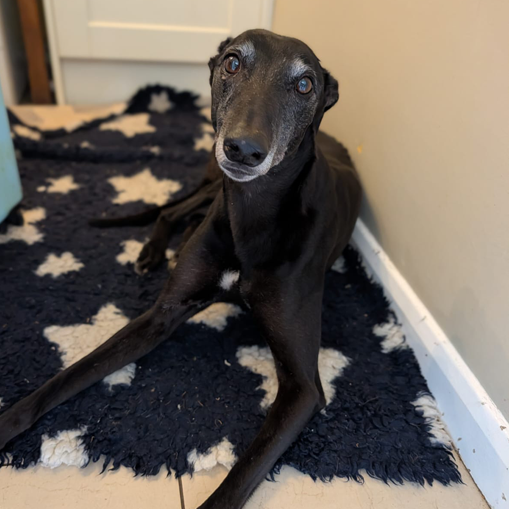Ariel, a 8 years old female Greyhound available for adoption from Kent Greyhound Rescue in Kent