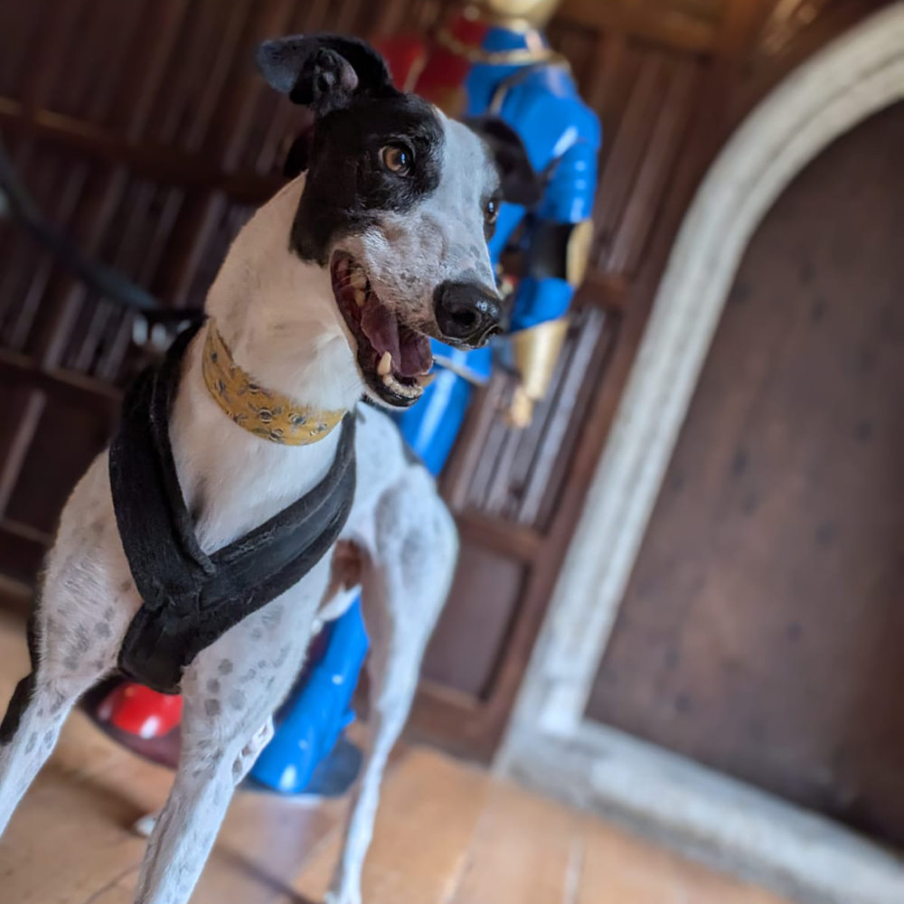 Romeo, a 2 years old male Greyhound available for adoption from Kent Greyhound Rescue in Kent
